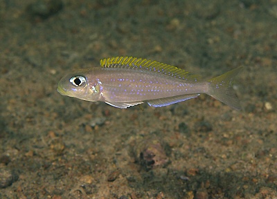 Xenotilapia flavipinnis 'Ulwile Island'